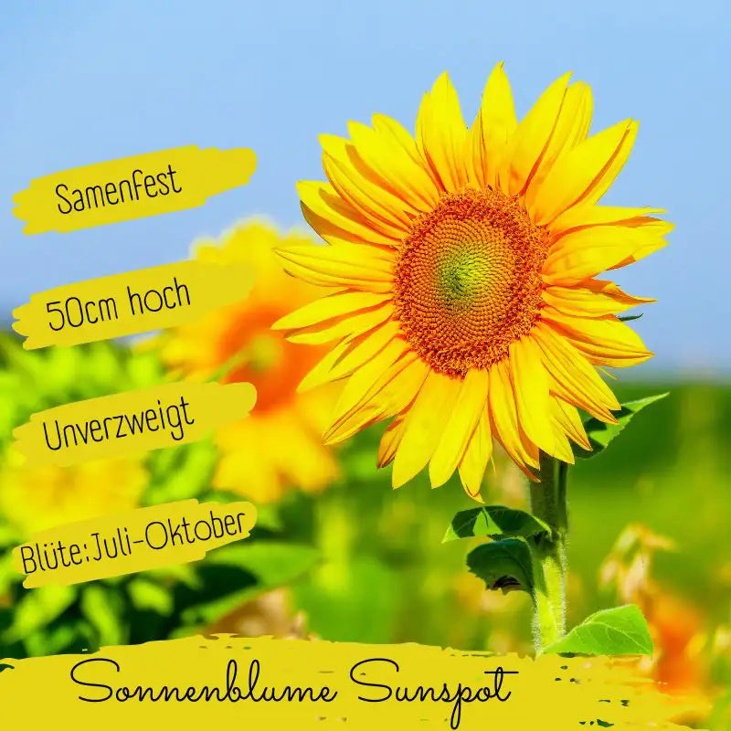 Eigenschaften Bio Sonnenblume Sunspot