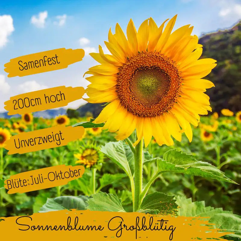 Eigenschaften Bio riesen Sonnenblumen Samen