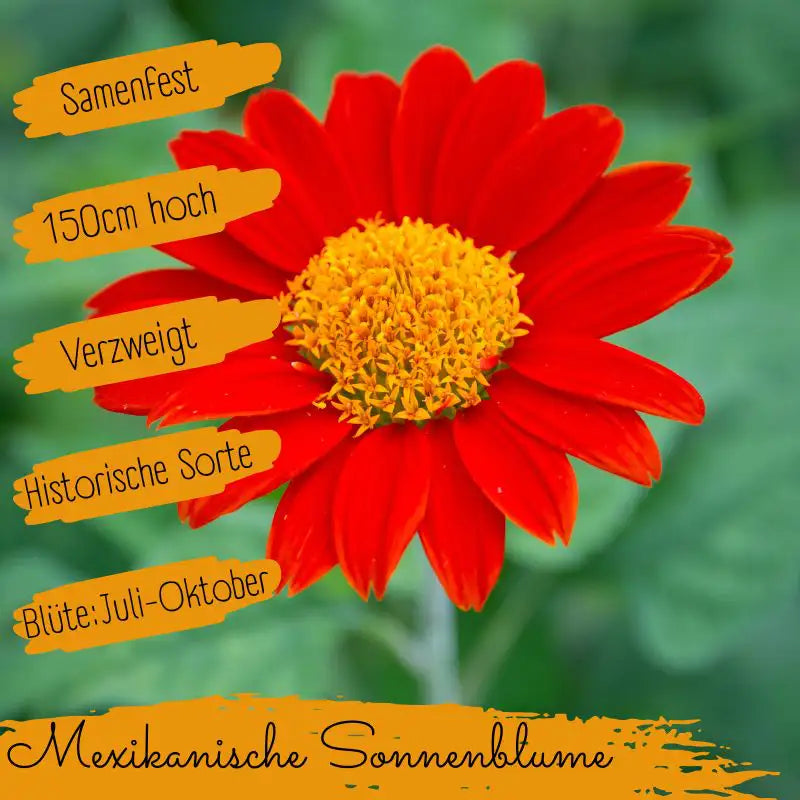 Eigenschaften mexikanische sonnenblume samen