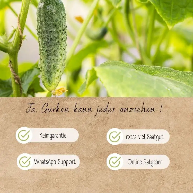 Gurken dank Loveplants leicht anziehen