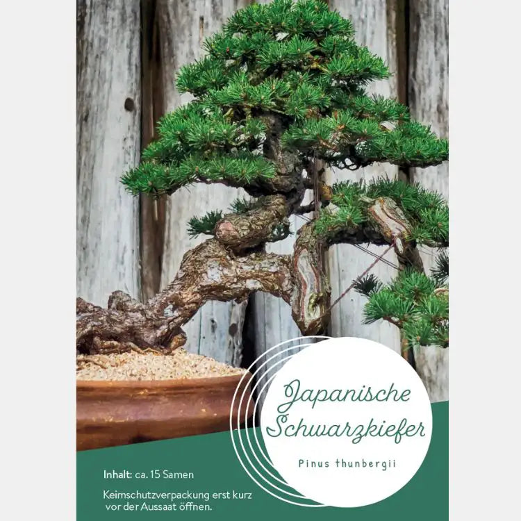 Japanische Schwarzkiefer Samen