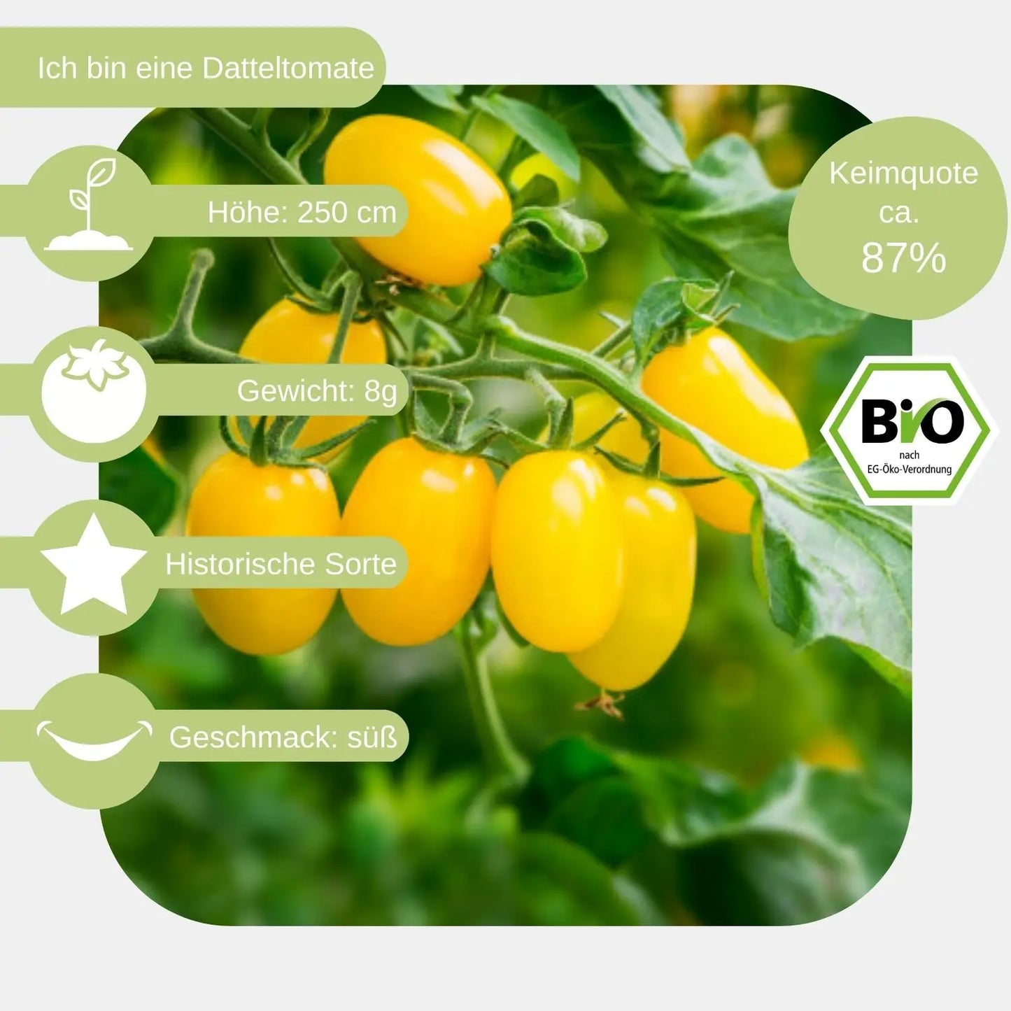 Bio-Datteltomate-Dattelwein-Samen-eigenschaften