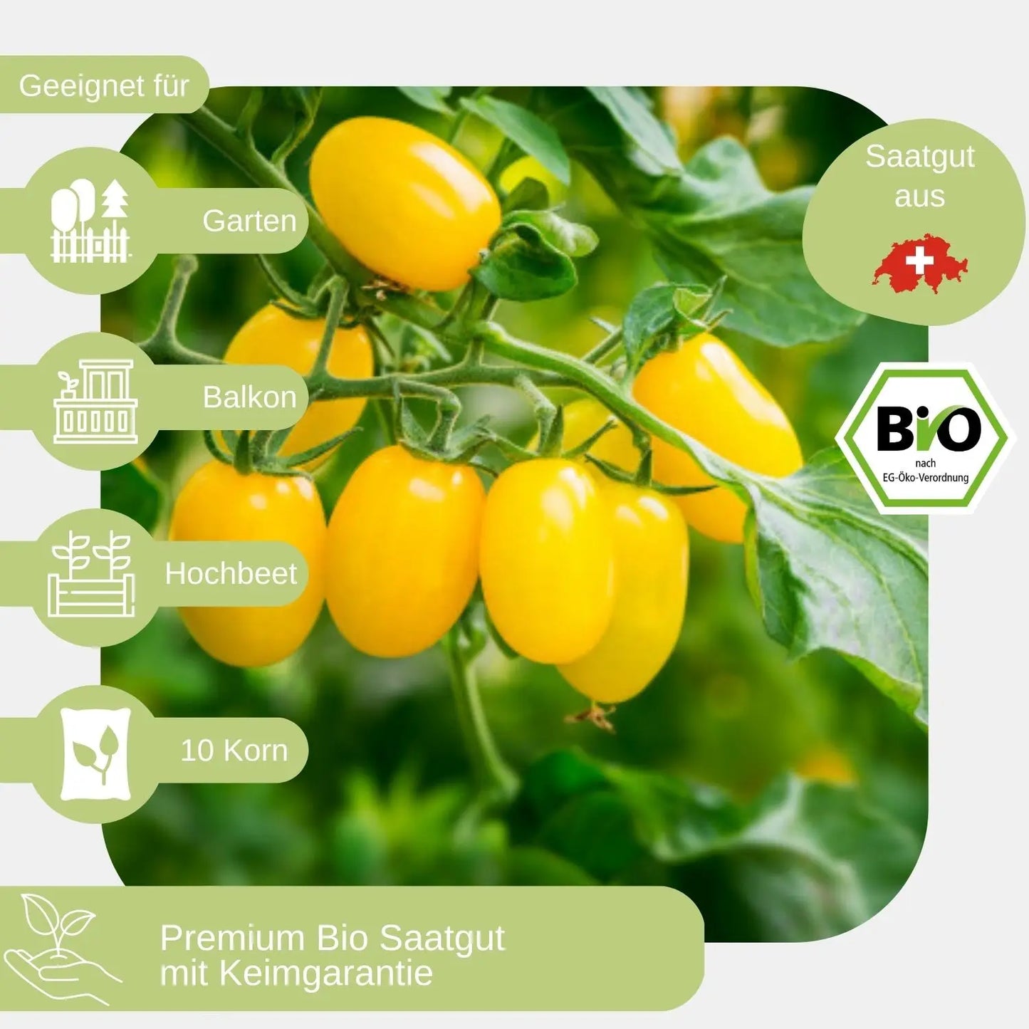 Bio-Datteltomate-Dattelwein-Samen-geeignet für