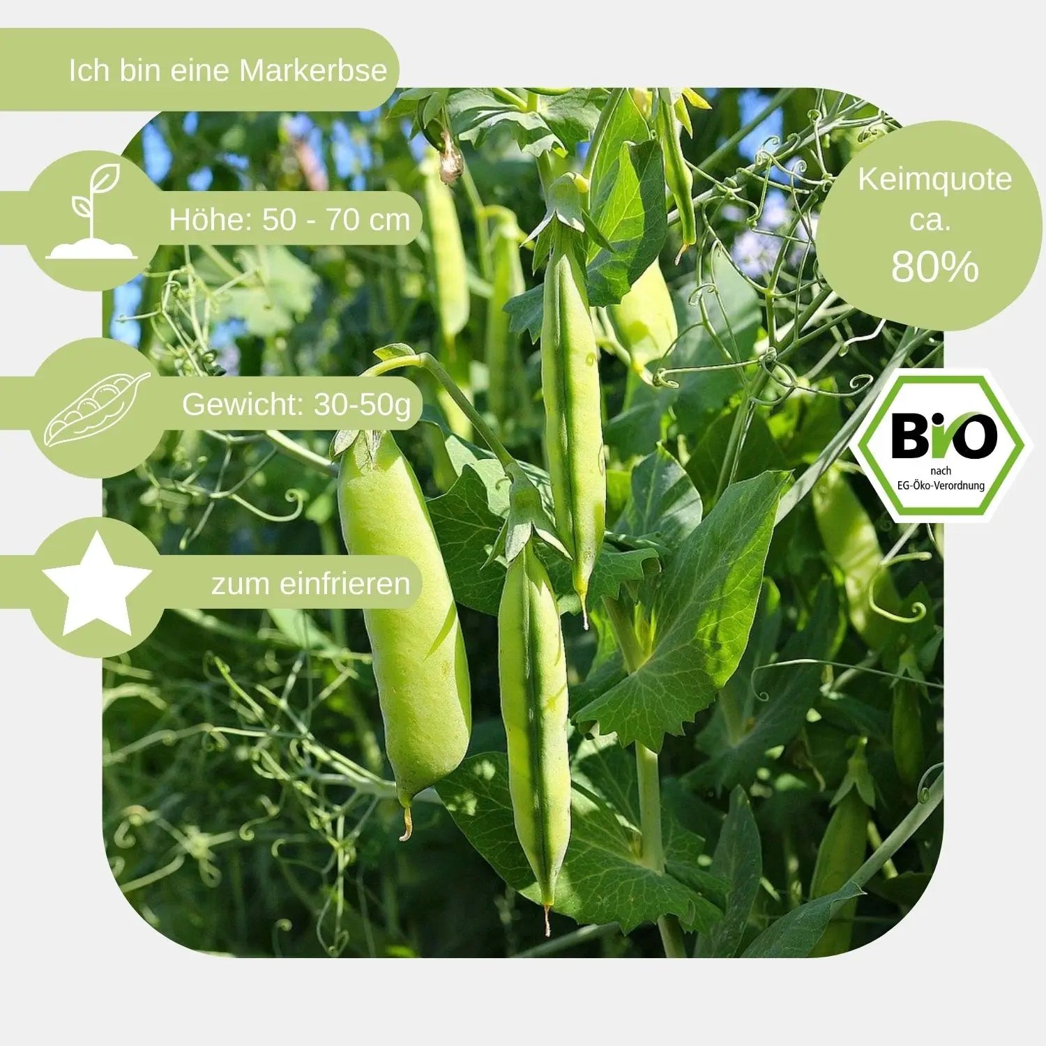 Bio-Erbsen-Samen-eigenschaften
