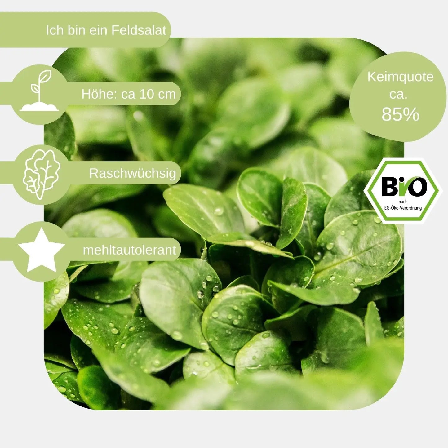 Bio-Feldsalat-Samen-eigenschaften