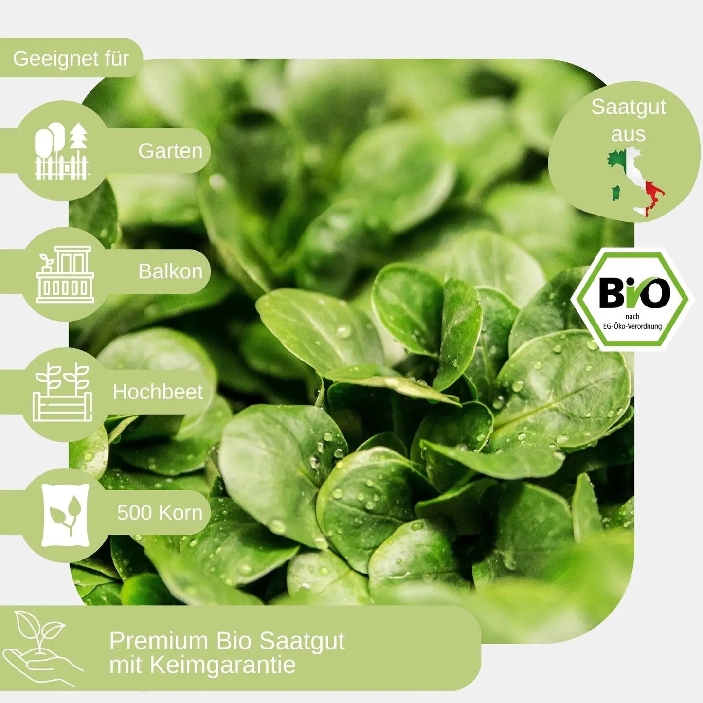 Bio-Feldsalat-Samen-geeignet_für