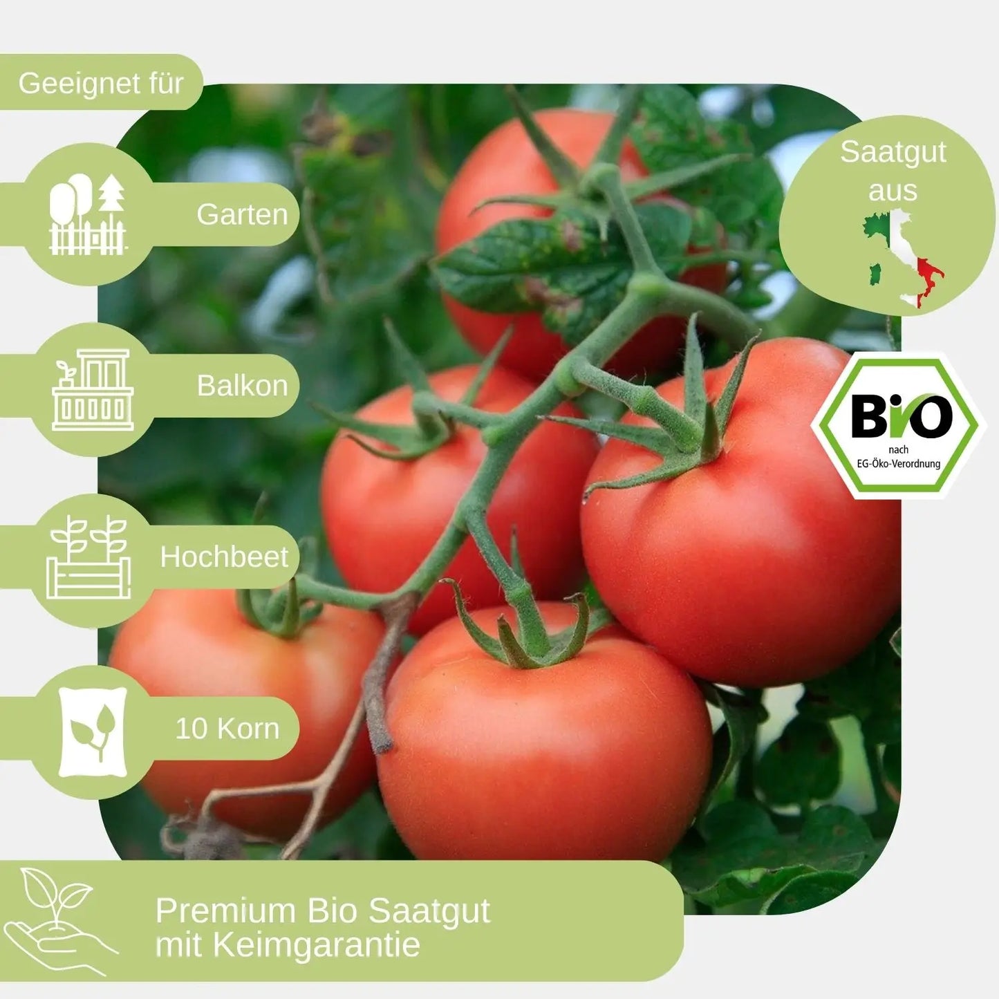 Bio-Fleischtomate-Berner-Rose-Samen-geeignet für