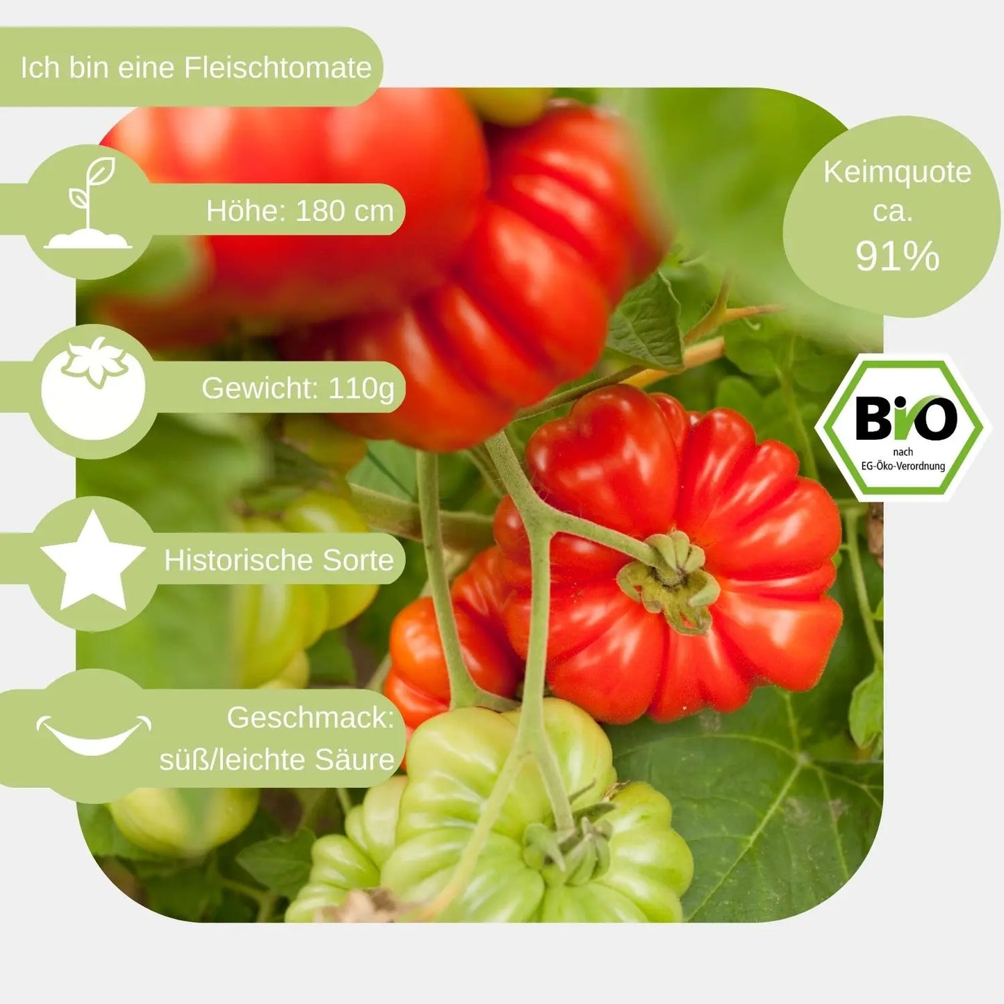Bio Fleischtomate Gezahnte Bührer Keel Samen