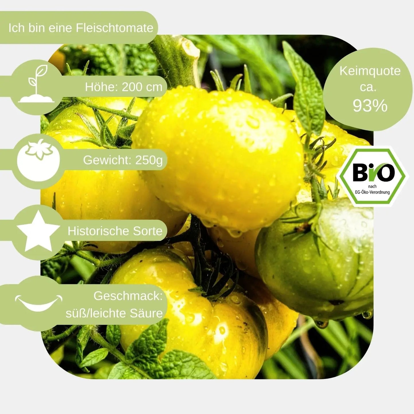 Bio-Fleischtomate-Golden-Jubilee-Samen-eigenschaften