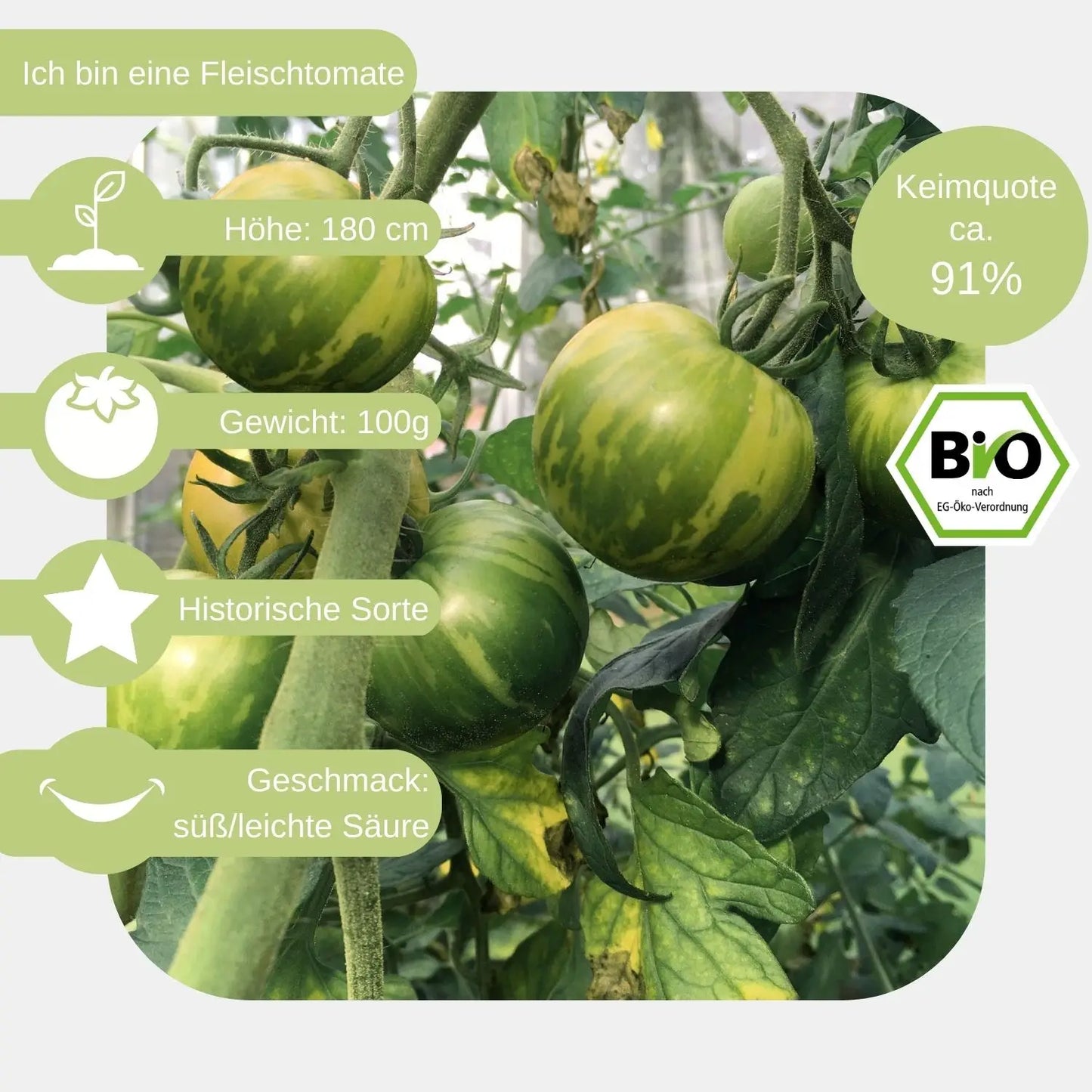 Bio-Fleischtomate-Green-Zebra-Samen-eigenschaften