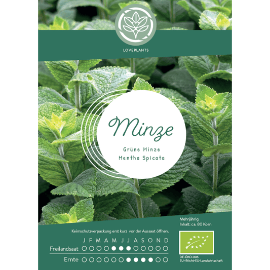 Bio Grüne Minze Samen