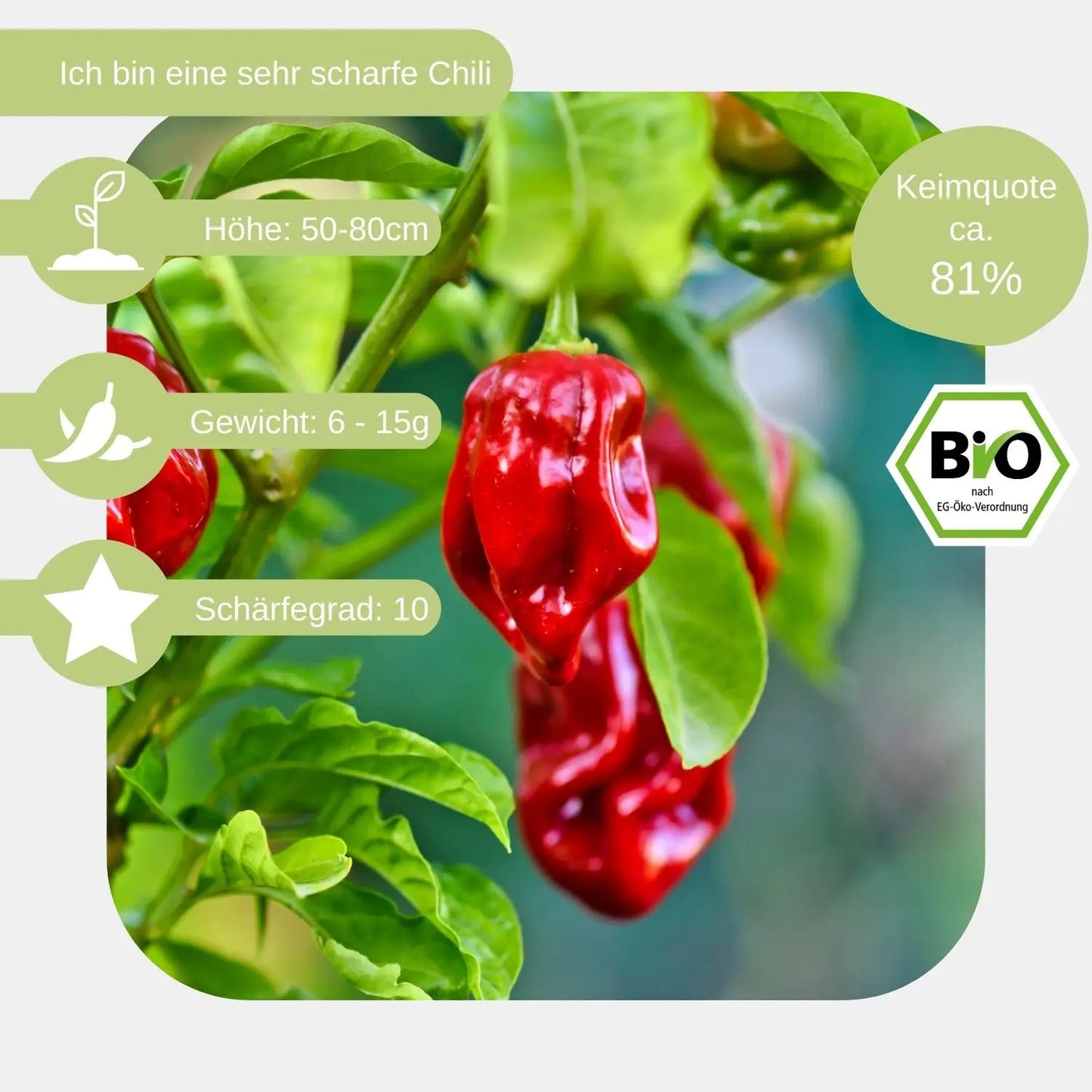 Bio-Habanero-Samen-eigenschaft