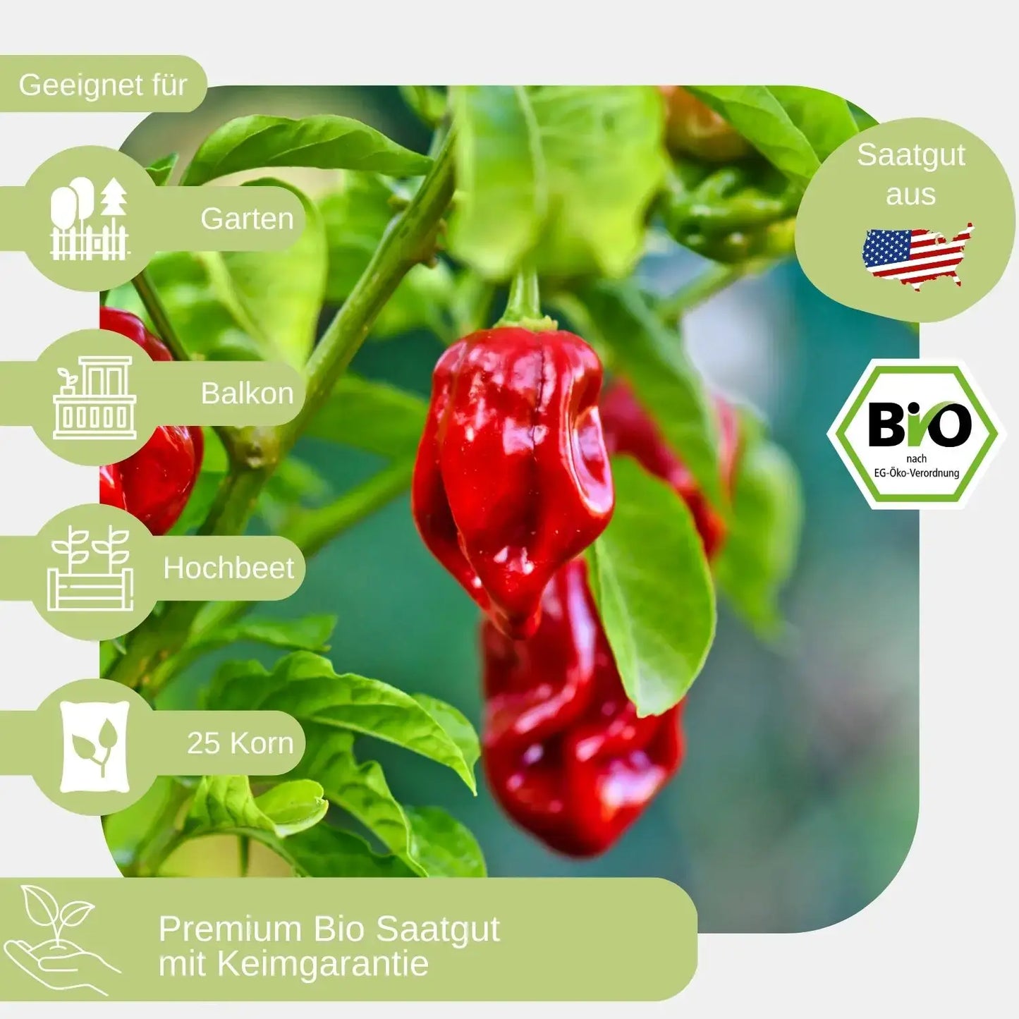 Bio-Habanero-Samen-geeignet für