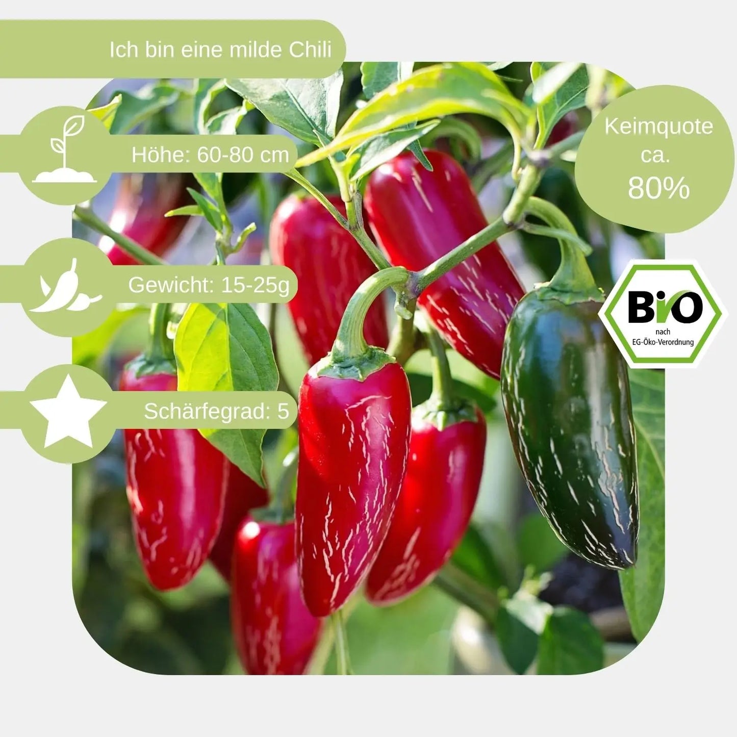 Bio-Jalapeno-Samen-Eigenschaften