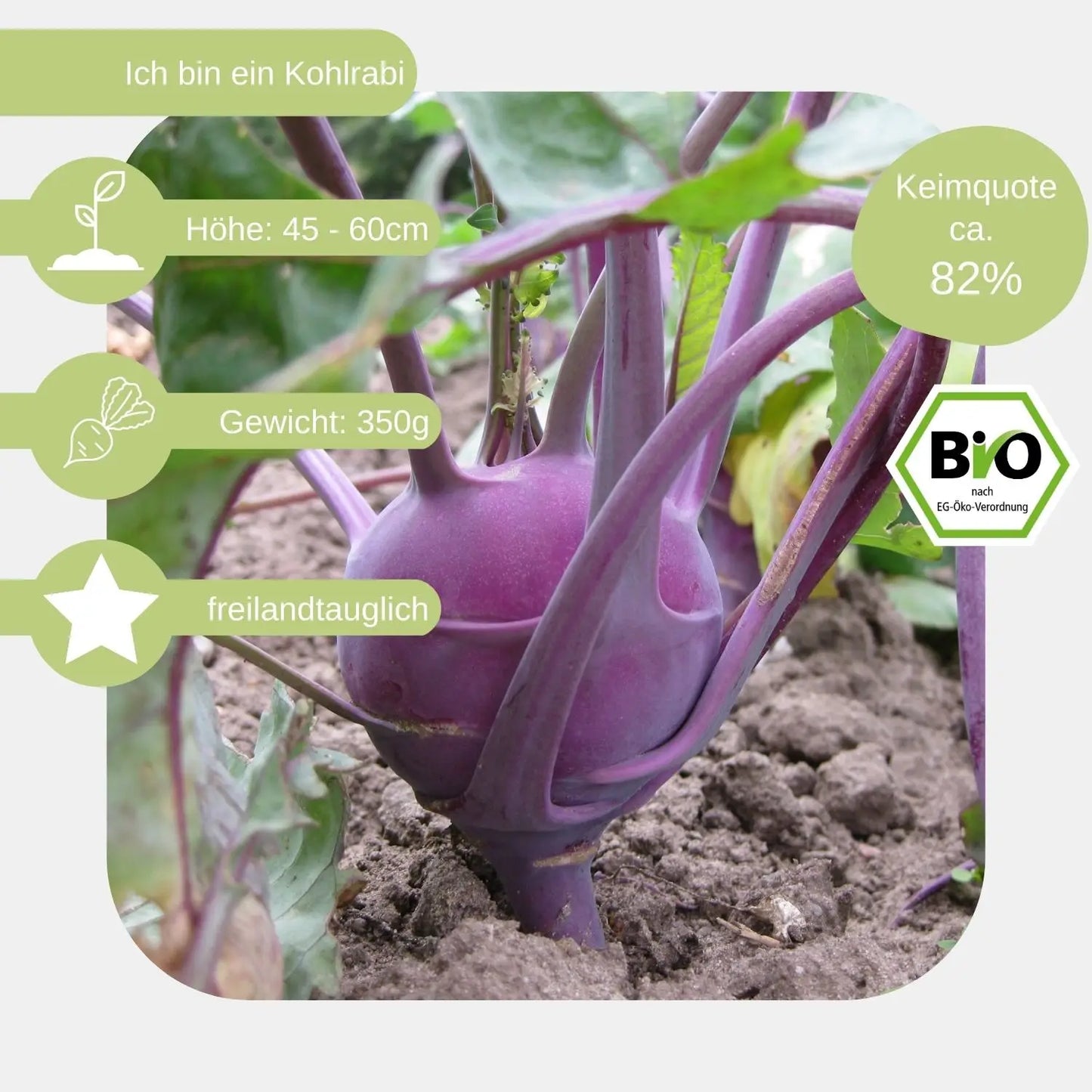 Bio-Kohlrabi-Samen-eigenschaften