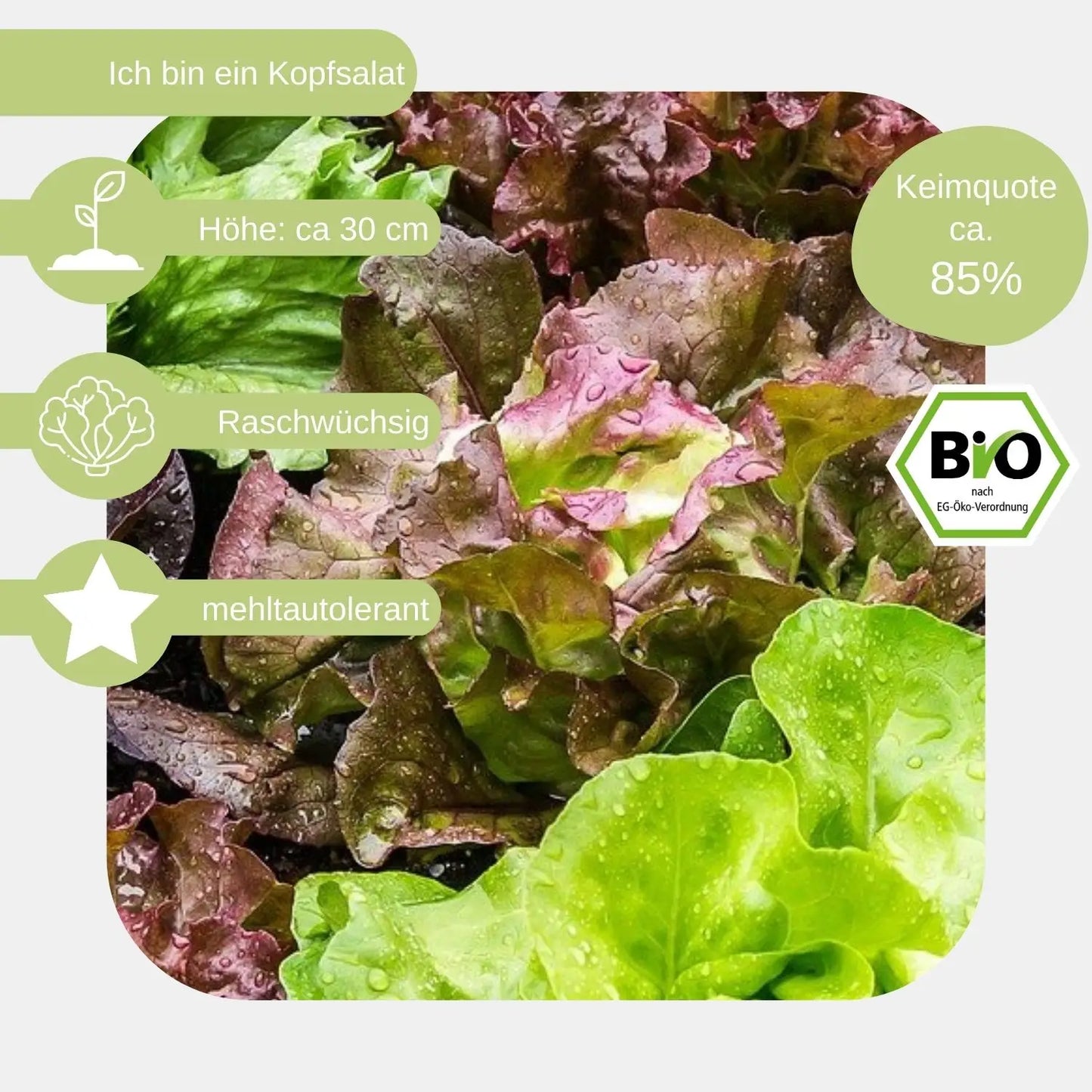 Bio-Kopfsalat-Samen-eigenschaften