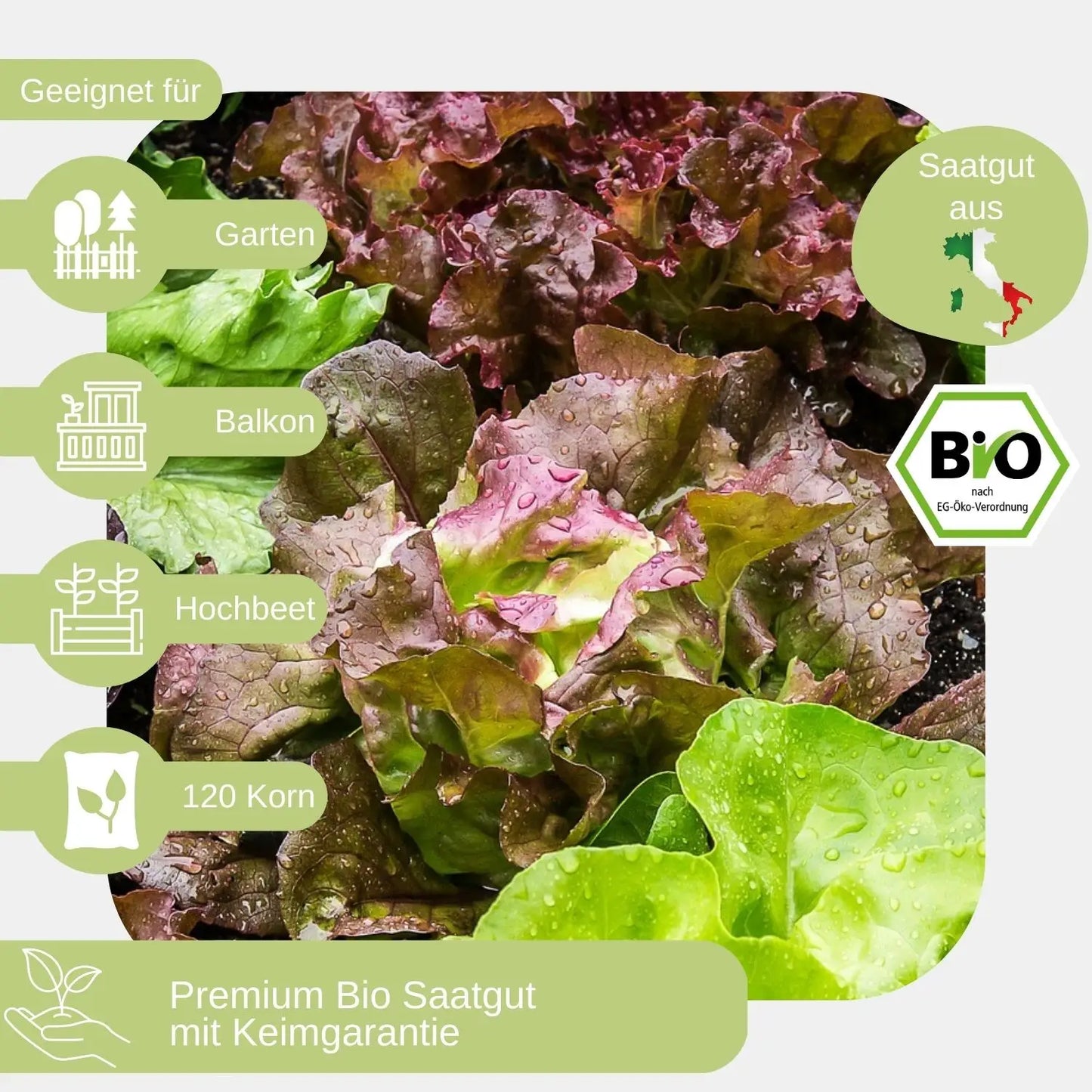 Bio-Kopfsalat-Samen-geeignet für