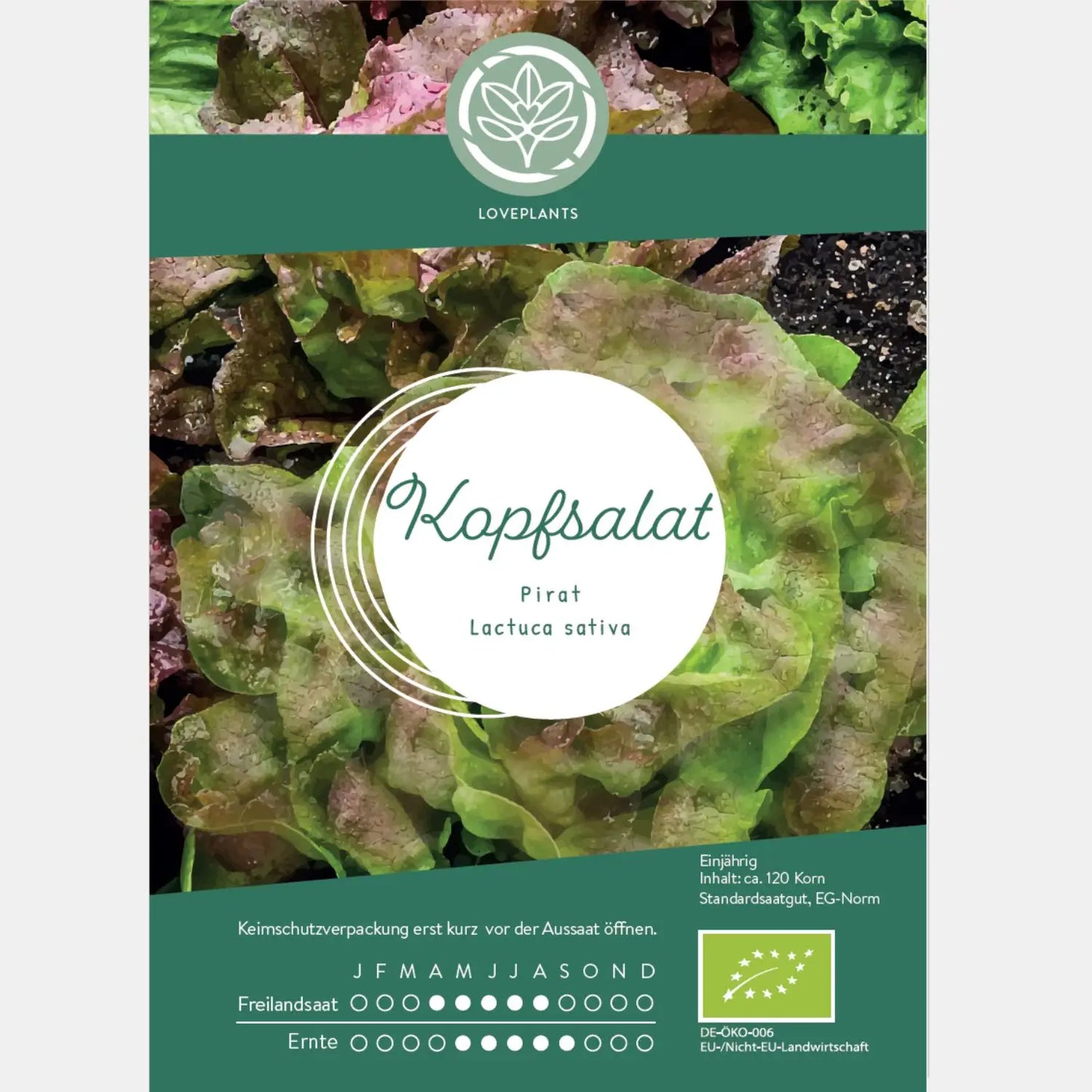 Bio-Kopfsalat-Samen-kaufen