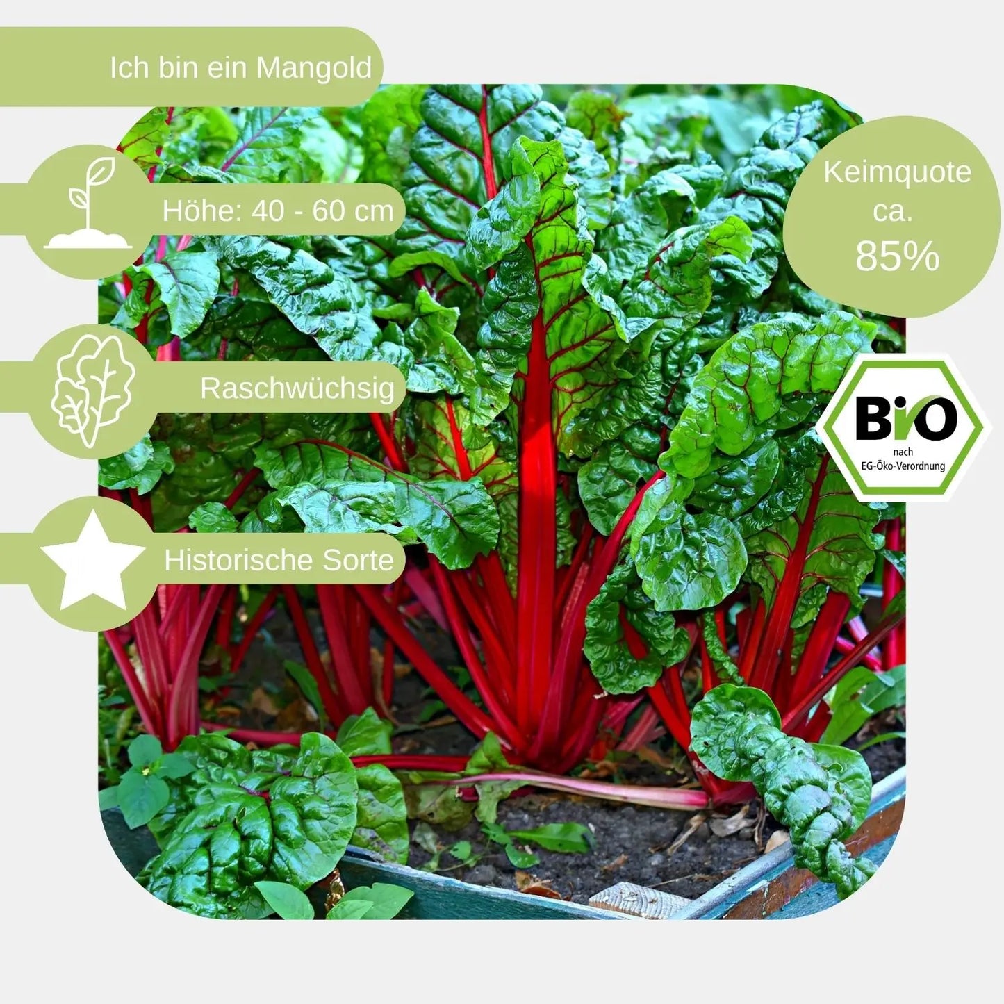 Bio-Mangold-Samen-eigenschaften