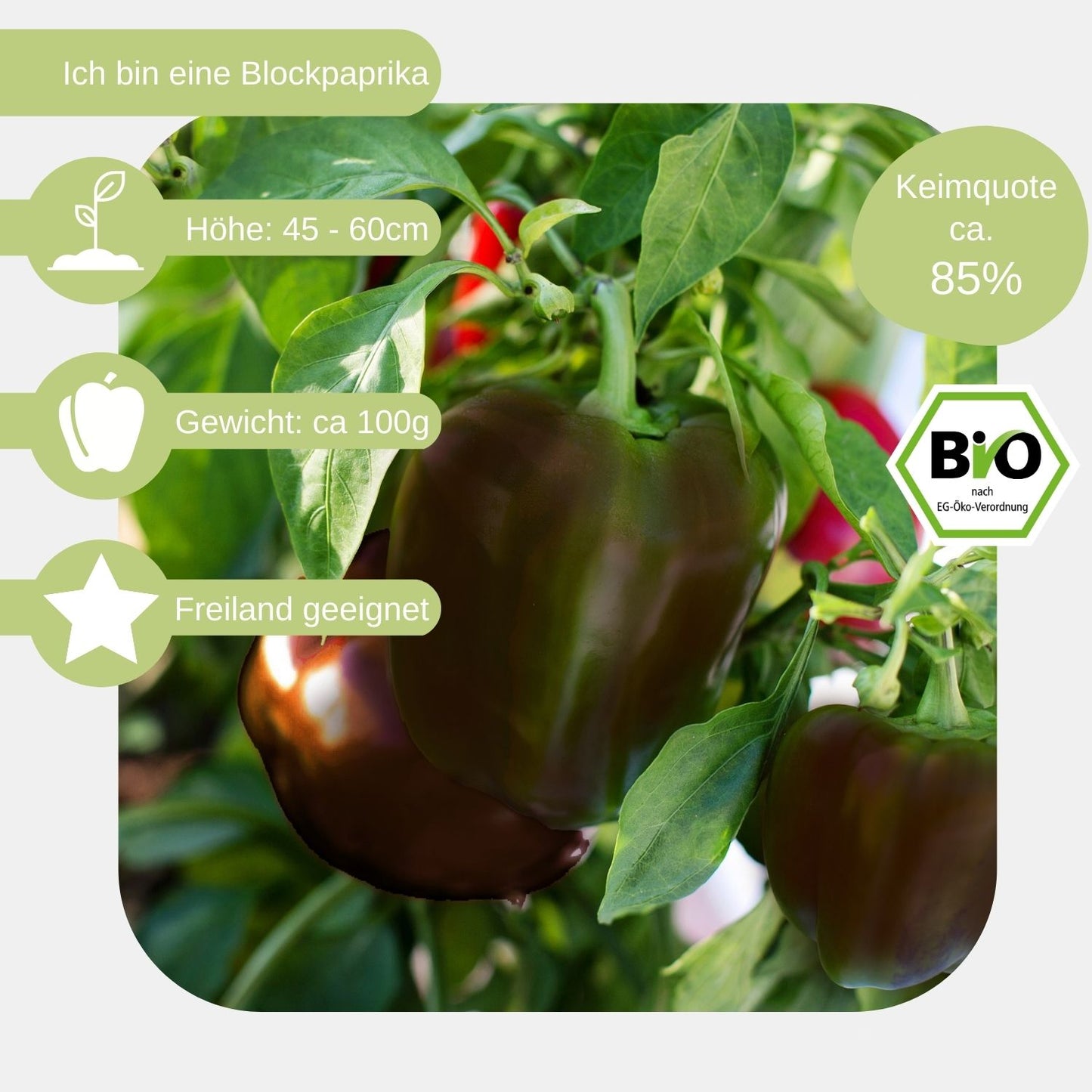 Bio-Paprika-Sweet-Chocolate-Samen-eigenschaften