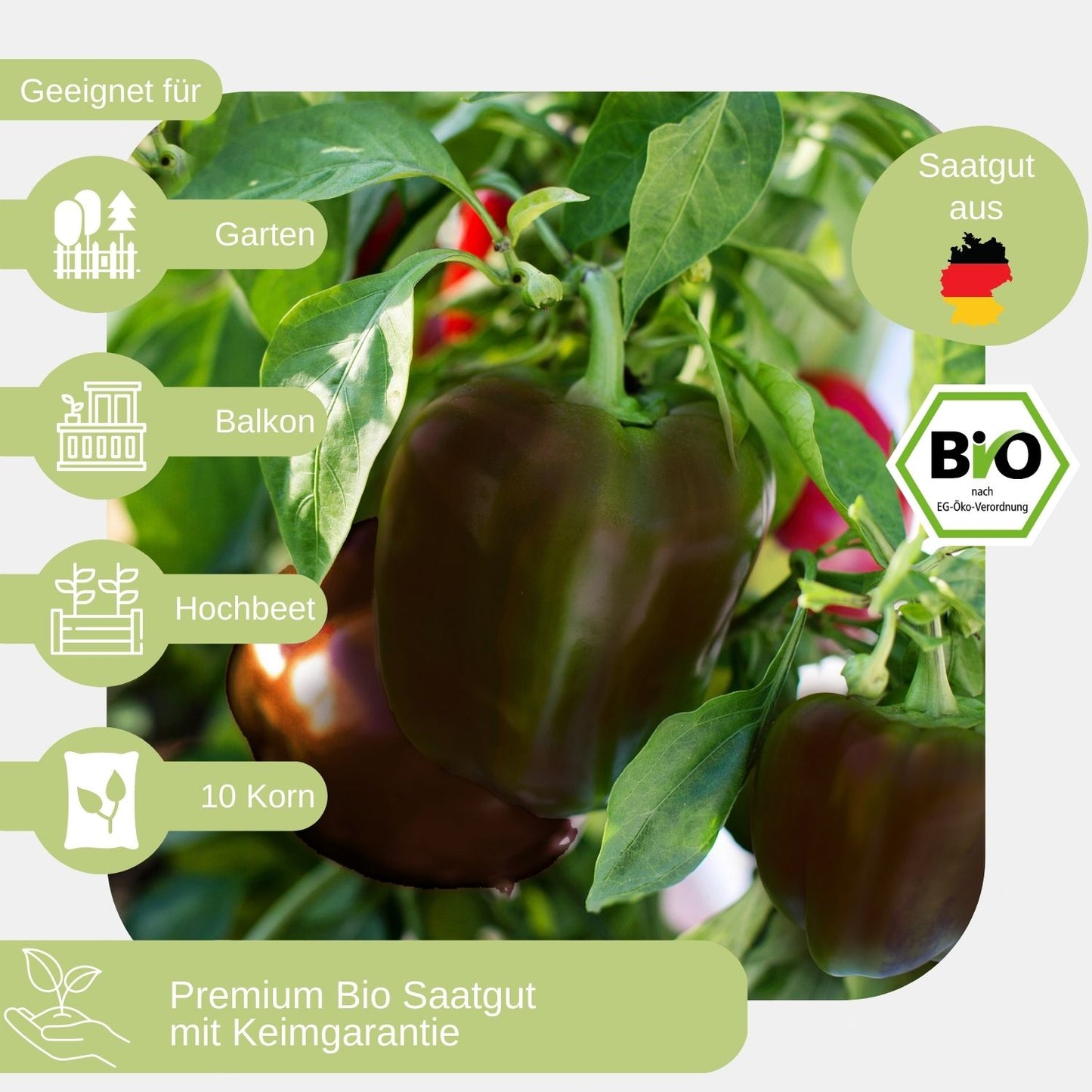 Bio-Paprika-Sweet-Chocolate-Samen-geeignet für