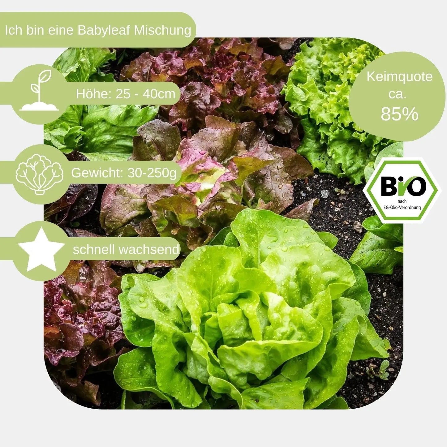 Bio-Pfluecksalat-Samen-eigenschaften