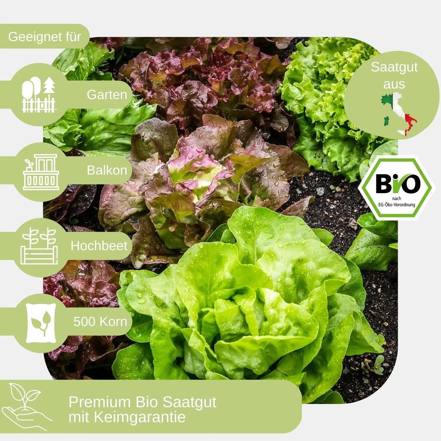 Bio-Pfluecksalat-Samen-geeignet für