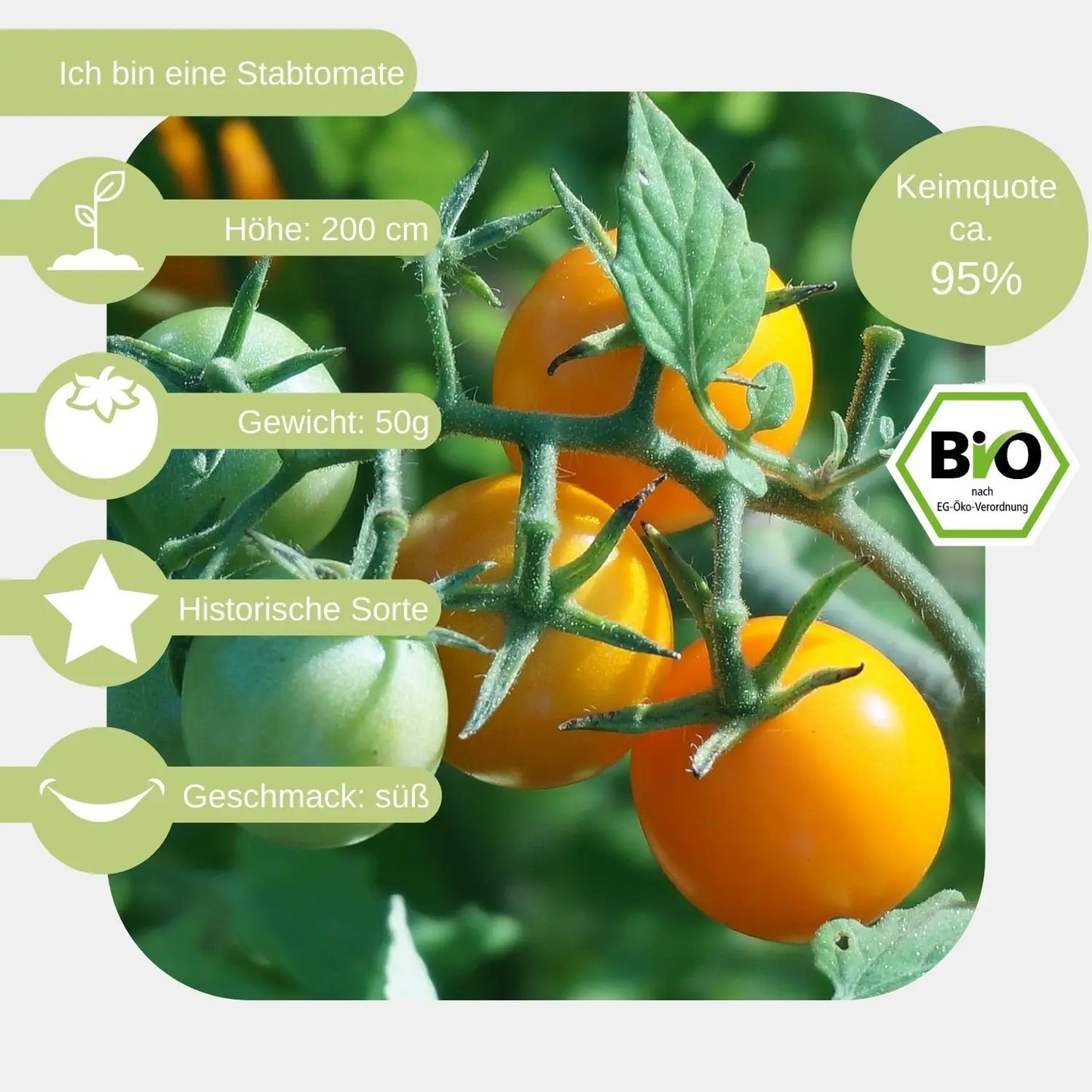 Bio-Stabtomate-Gelbe-von-Thun-Samen-eigenschaften