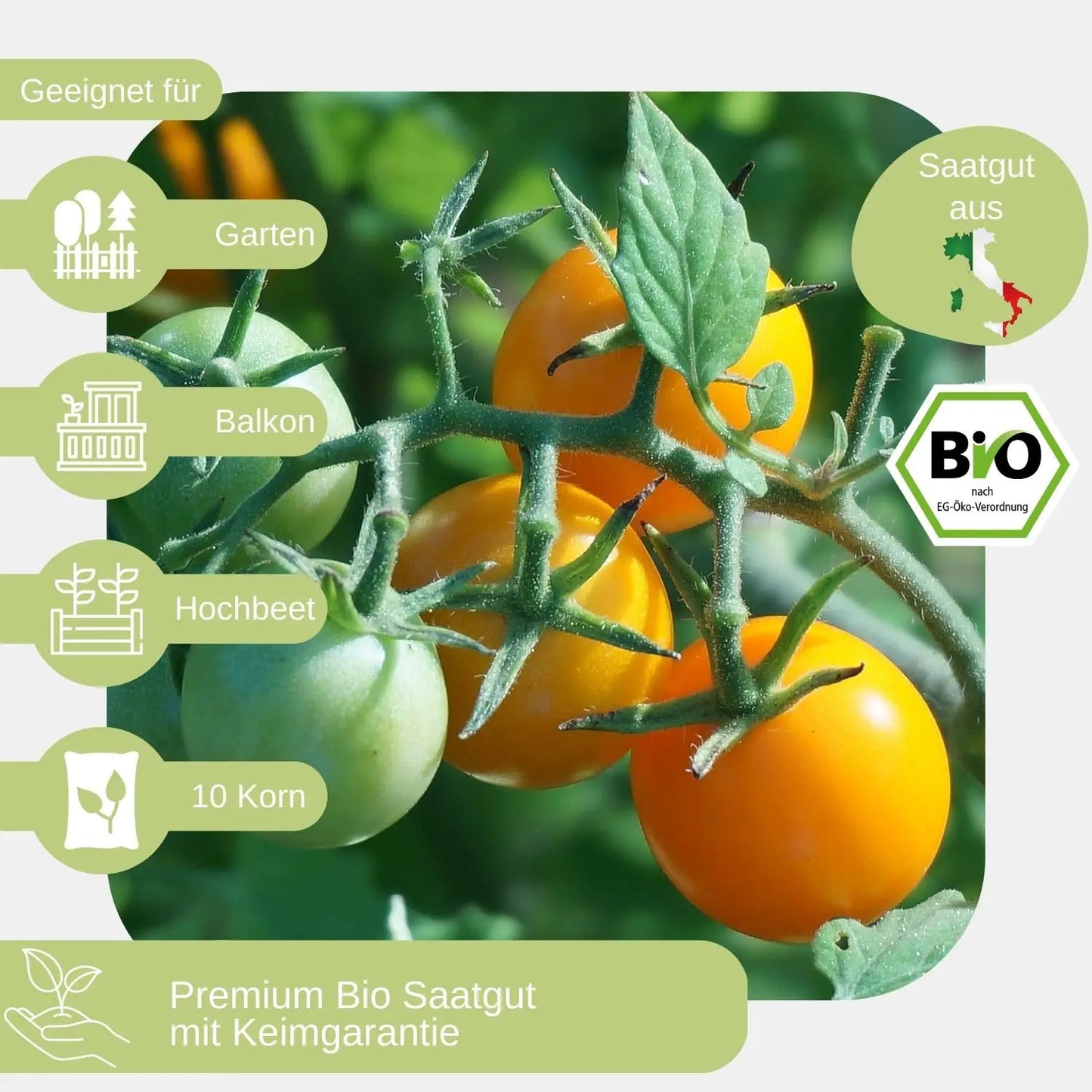 Bio-Stabtomate-Gelbe-von-Thun-Samen-geeignet für