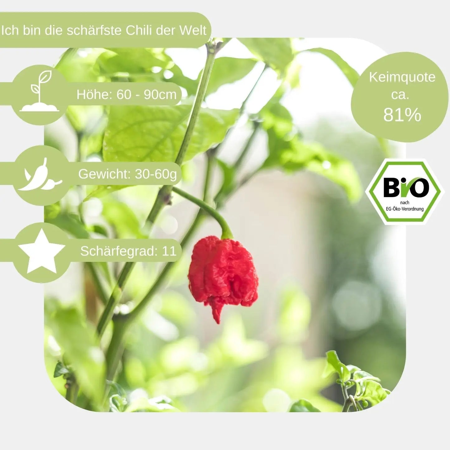 Bio Carolina Reaper samen Eigenschaften