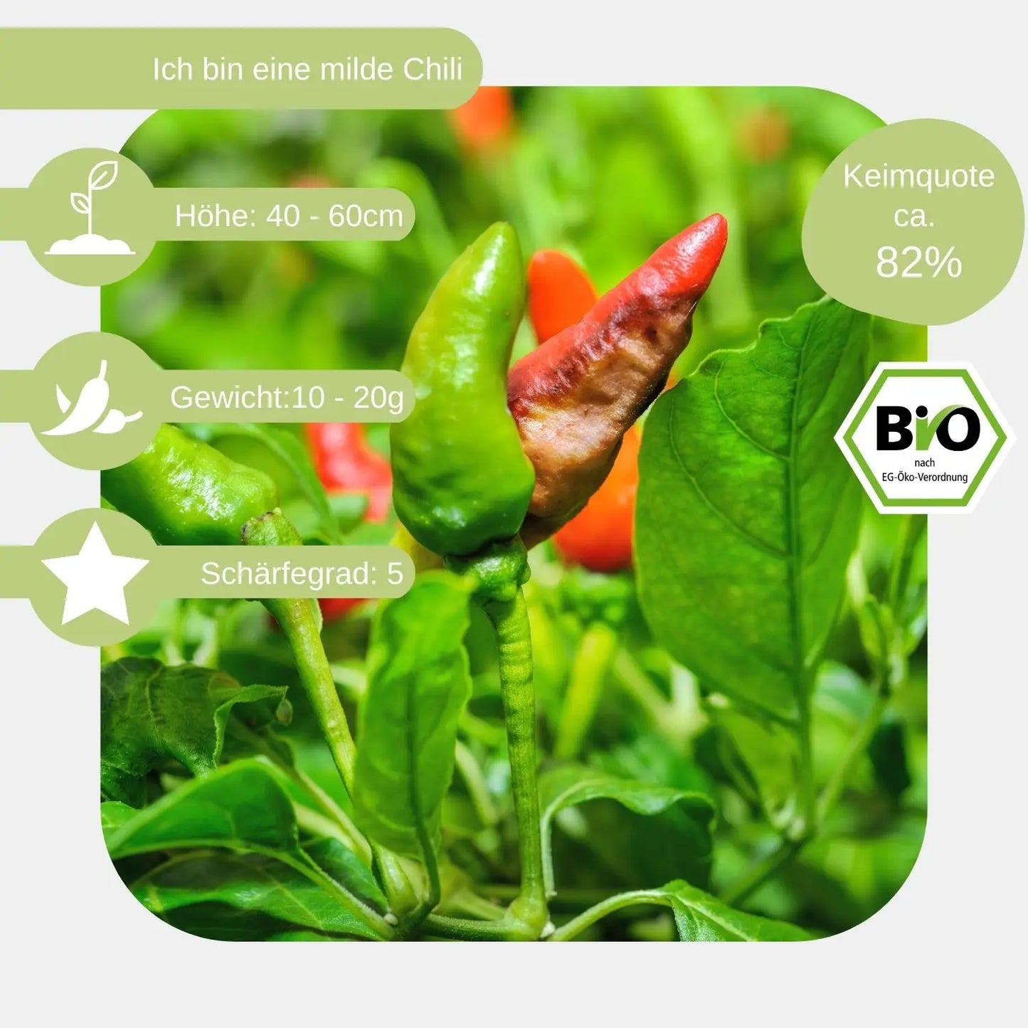 Bio Chili Fresno Samen eigenschaften
