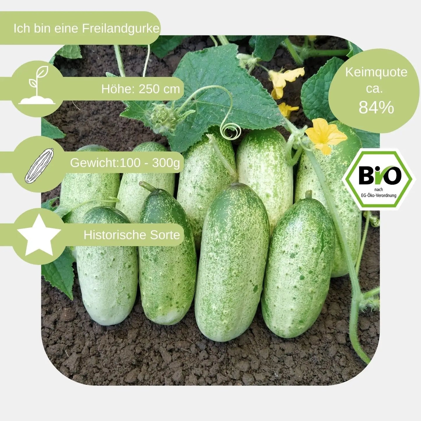 Bio Russische Gurke Samen eigenschaften