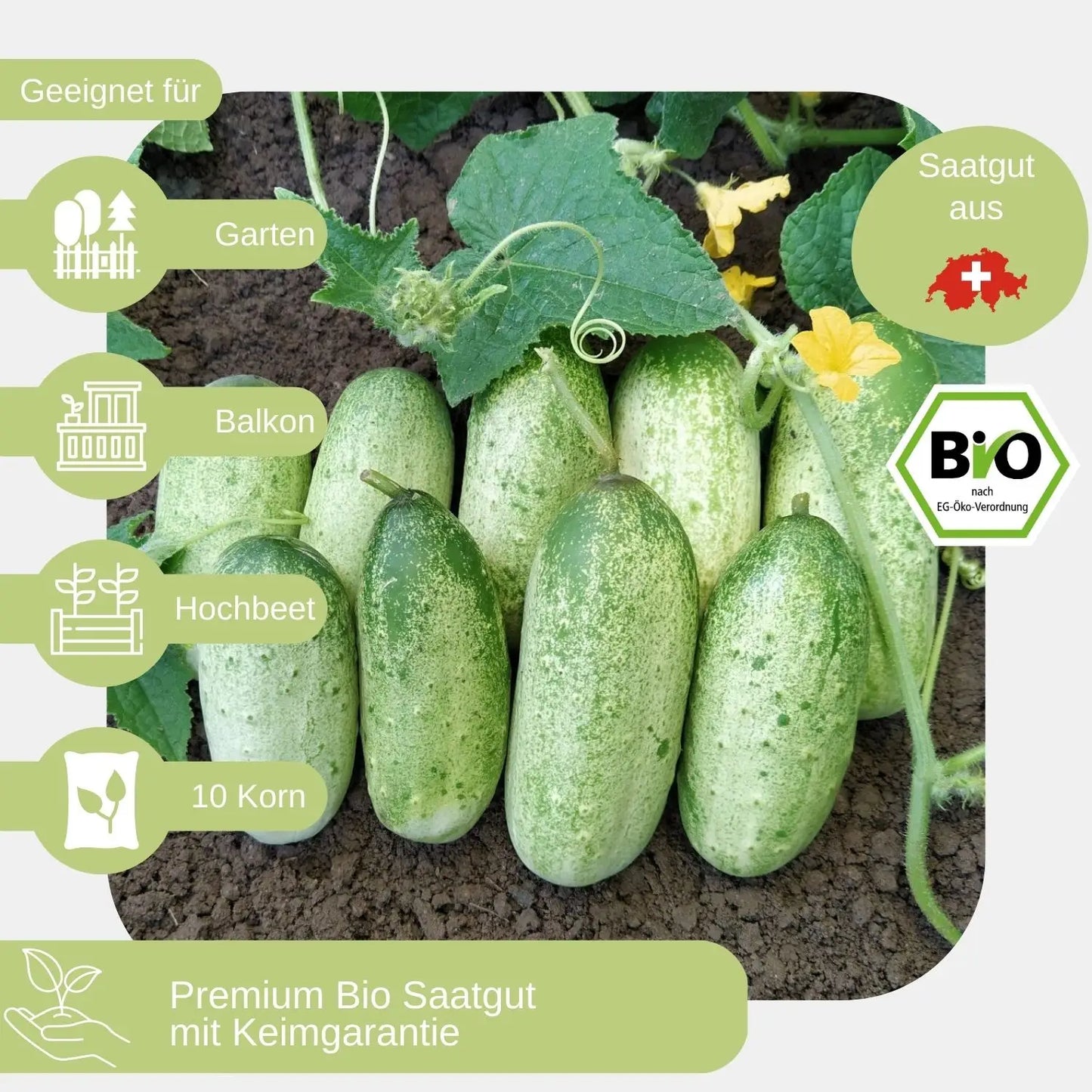 Bio Russische Gurke Samen geeignet für