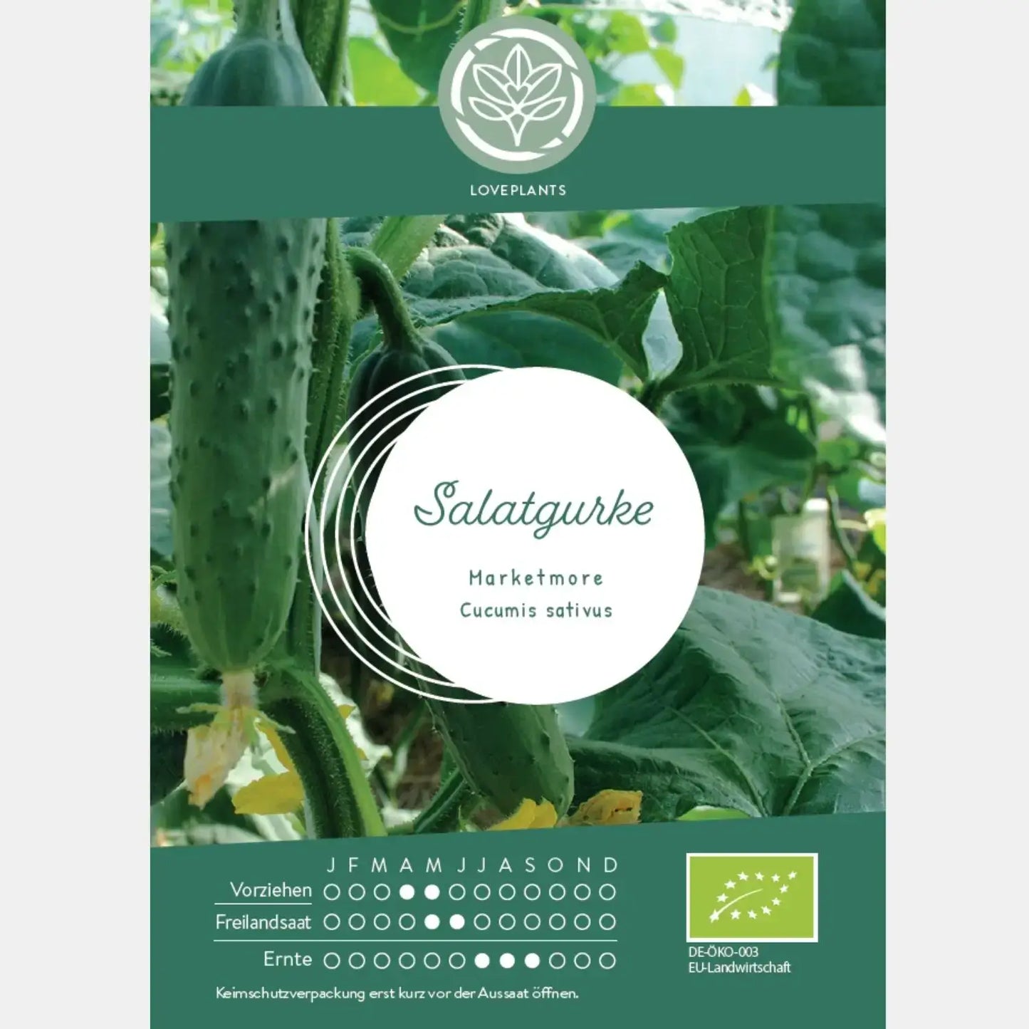 Bio Salatgurke Marketmore Samen kaufen