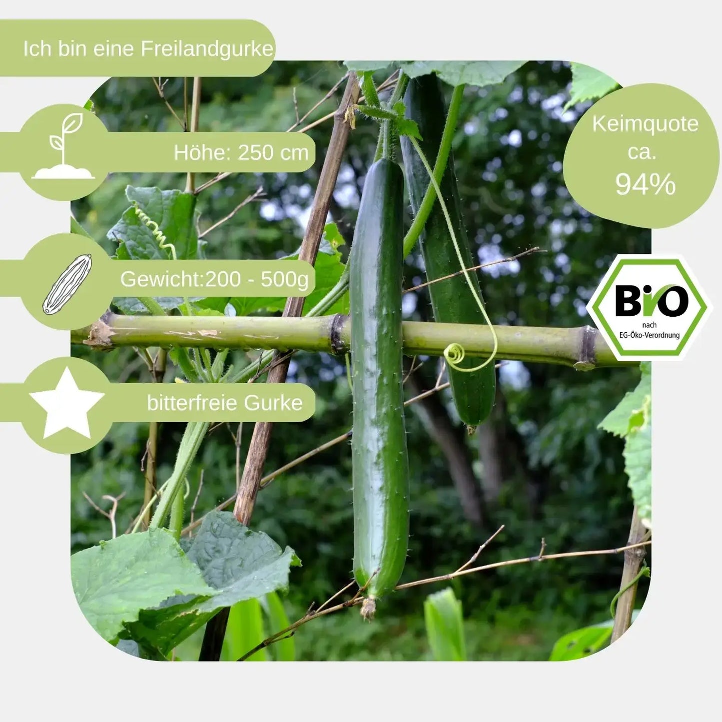Bio Salatgurke Telegraph Improved Samen eigenschaften