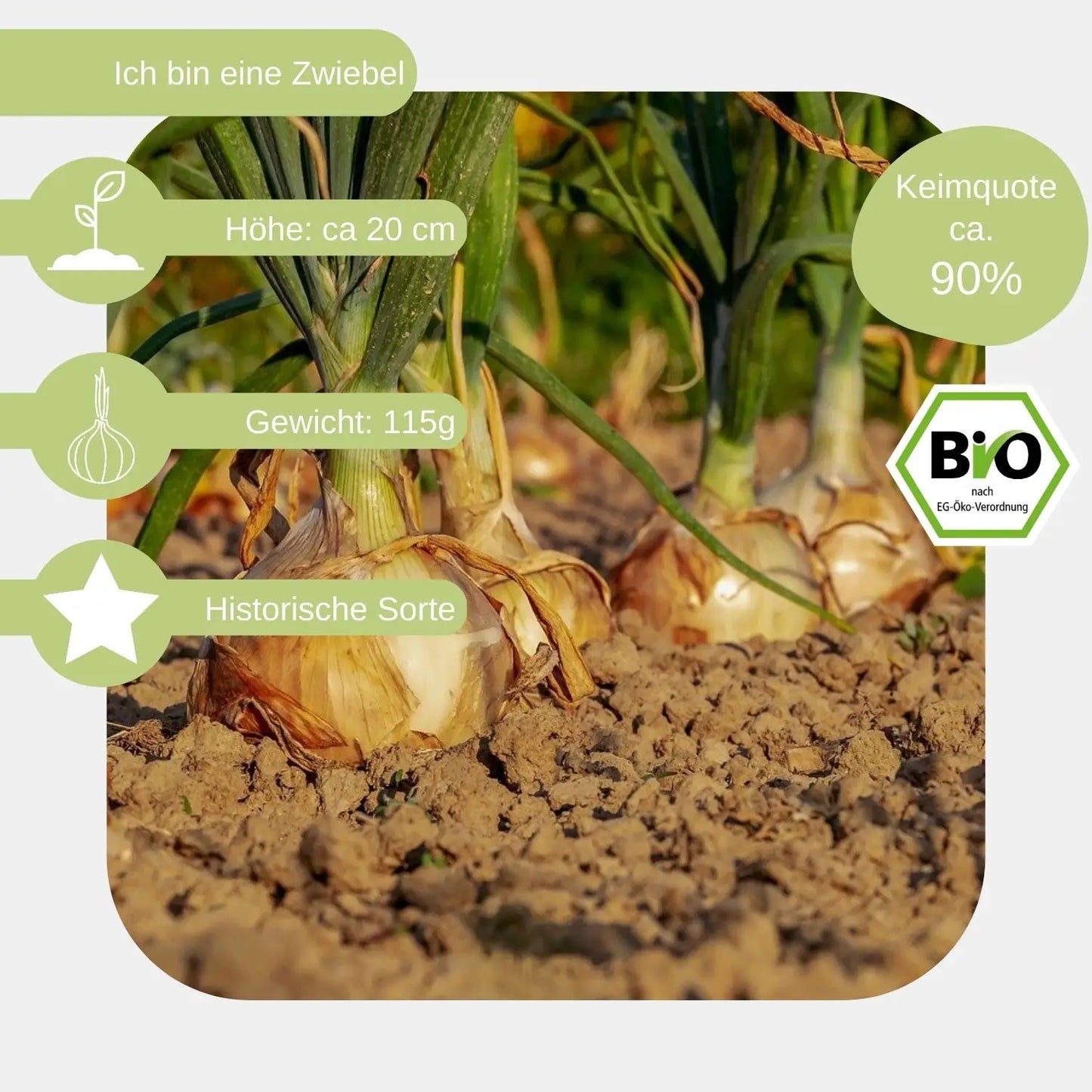 Bio Zwiebel Samen eigenschaften