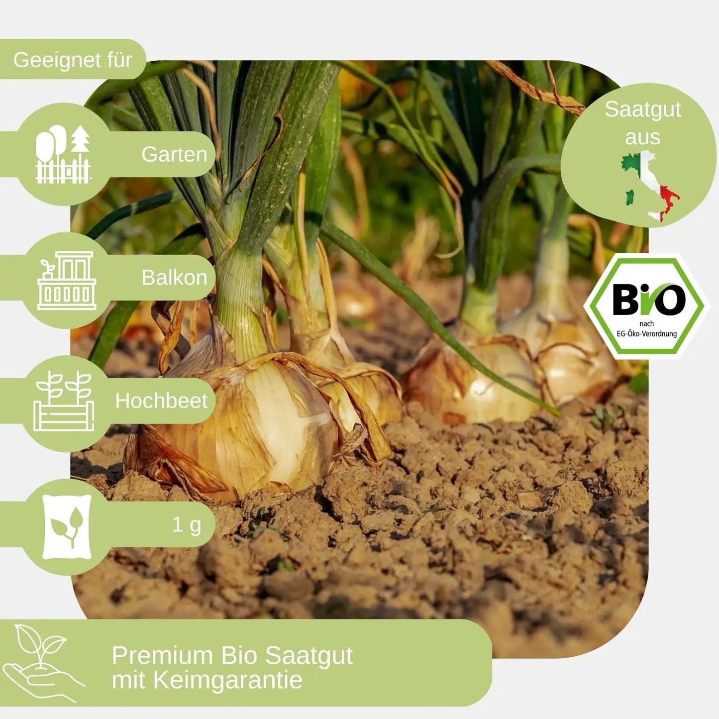 Bio Zwiebel Samen geeignet für