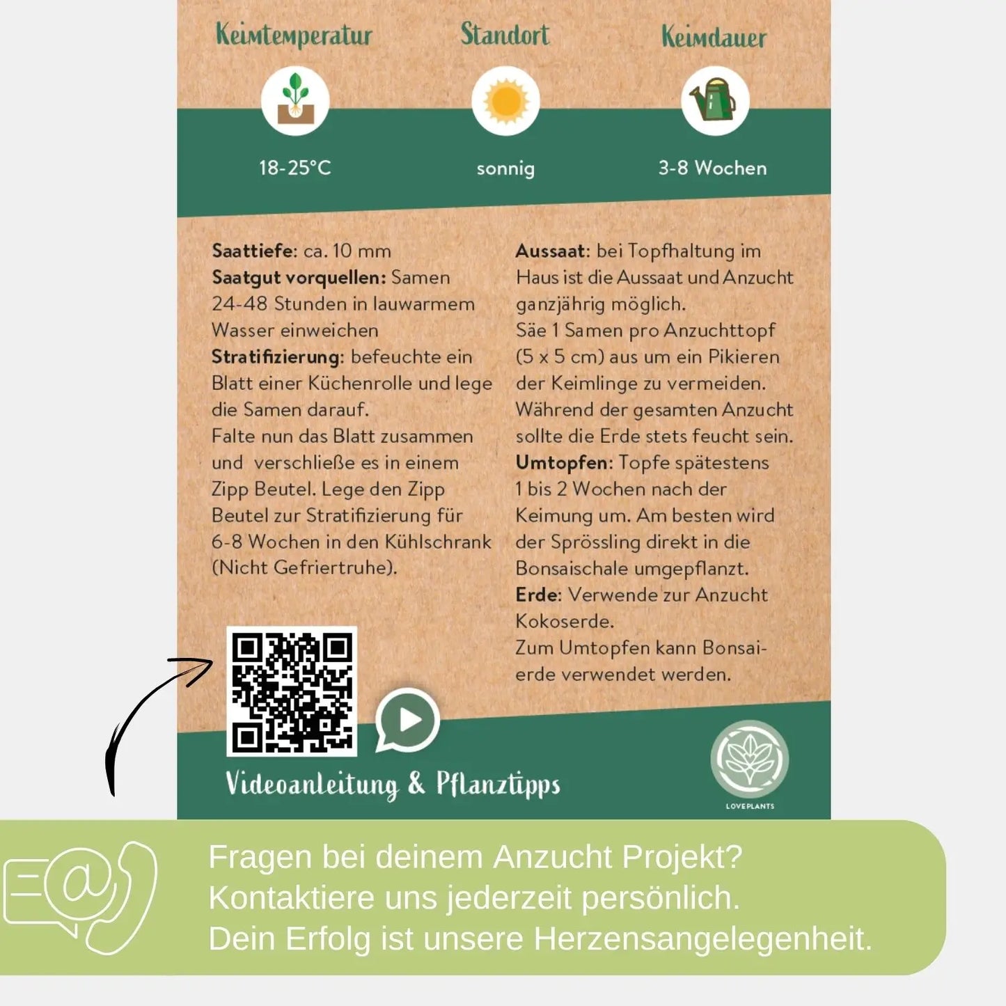 Japanischer-Rotahorn-Samen anleitung
