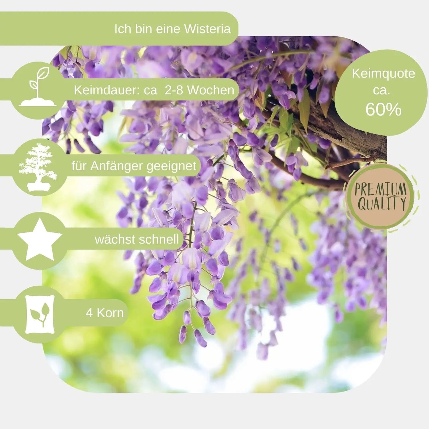 Wisteria-blau-Samen eigenschaften