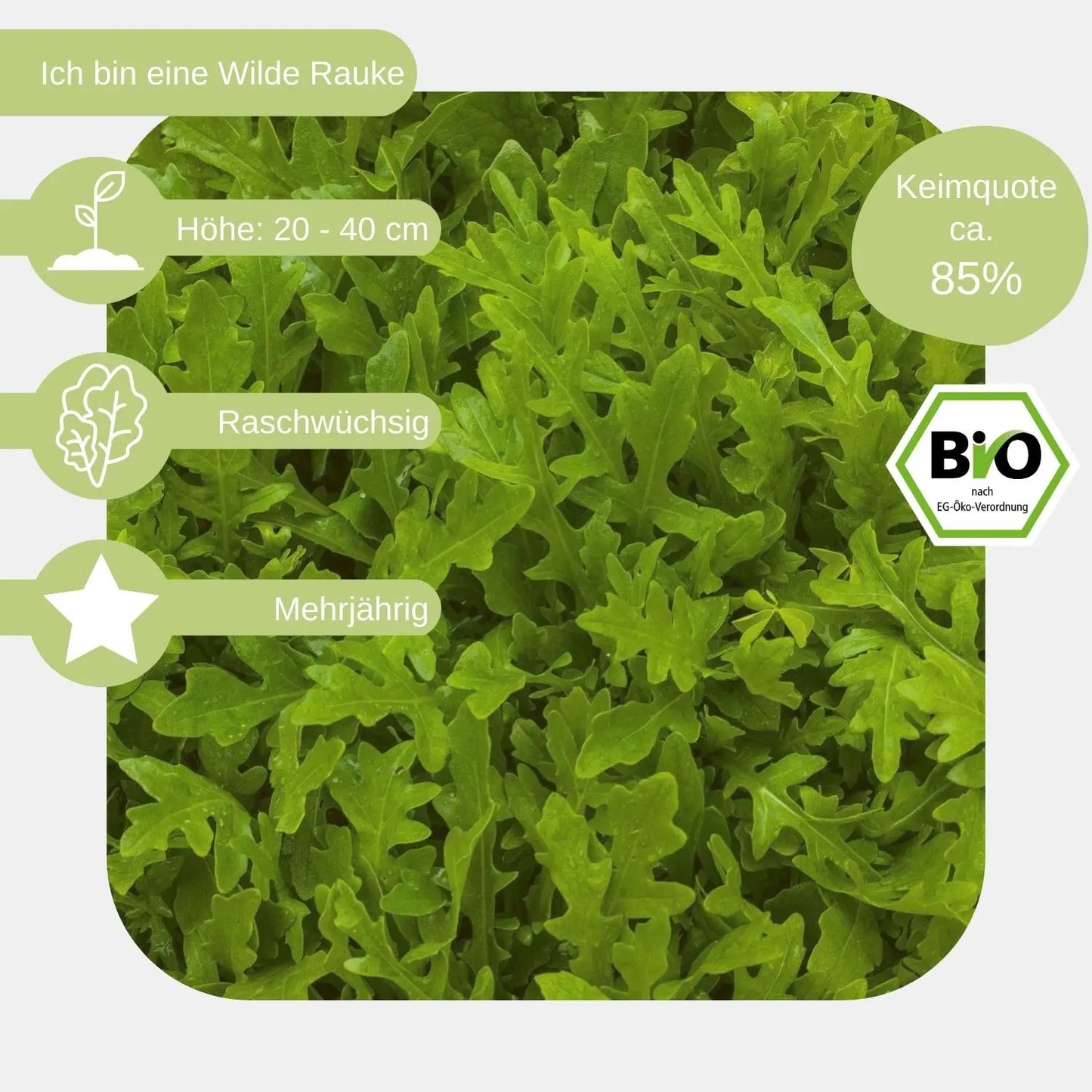 bio Wilde Rauke Samen Eigenschaft