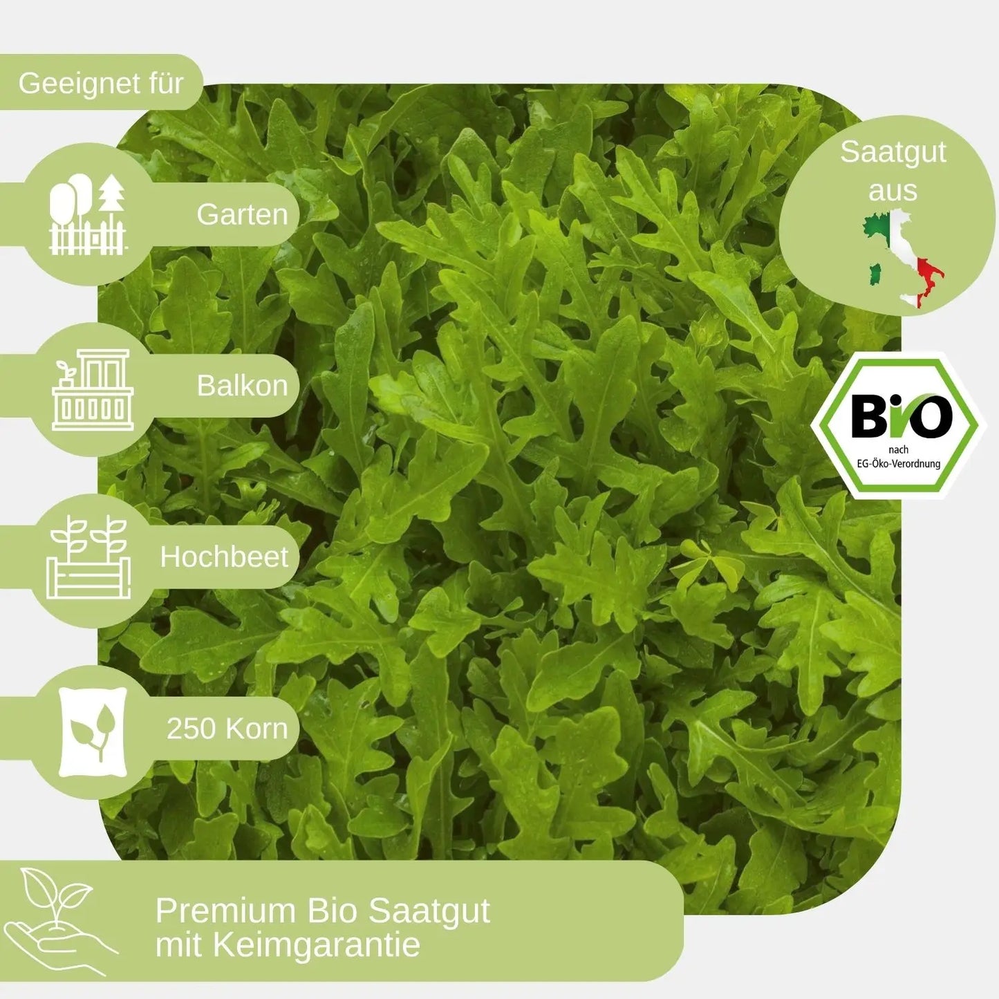 bio Wilde Rauke Samen geeignet für