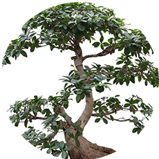 Bonsai-Samen