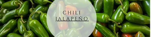 Jalapeno pflegen & ernten