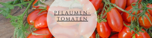 Pflaumentomaten Ratgeber