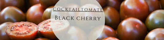 Bio Cocktailtomate Black Cherry