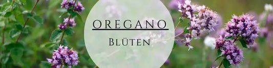 Oregano Blüten – Die essbare Blütenpracht mit fantastischem Aroma!