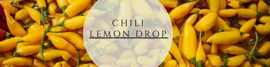 Lemon Drop pflegen ernten