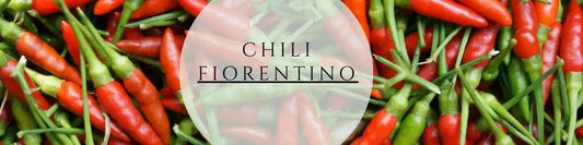 Fiorentino Chili pflegen ernten