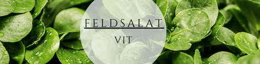 Bio Feldsalat Vit