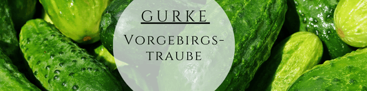 Bio Gurke Vorgebirgstraube